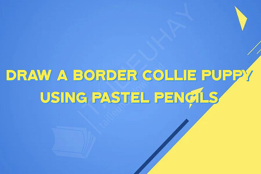 Draw a Border Collie Puppy using Pastel Pencils